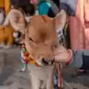 The cow and the wreath  screen for extension Chrome web store in OffiDocs Chromium