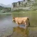 Krowa brodziła w jeziorze, ekran rozszerzenia sklepu internetowego Chrome w OffiDocs Chromium