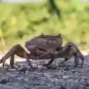 The Crab and the Red Claw  screen for extension Chrome web store in OffiDocs Chromium