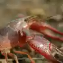 The crab has red claws  screen for extension Chrome web store in OffiDocs Chromium