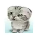 Màn hình Daily Kitten dành cho cửa hàng Chrome trực tuyến tiện ích trong OffiDocs Chromium