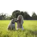 The dog and the white haired girl  screen for extension Chrome web store in OffiDocs Chromium