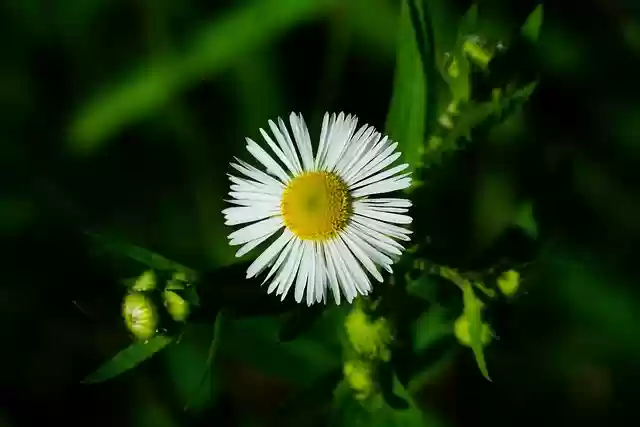 ດາວ​ໂຫຼດ​ຟຣີ ຫມາ​ເສຍ​ຊີ​ວິດ​ຮູບ​ທໍາ​ອິດ wildflower ຟຣີ​ທີ່​ຈະ​ໄດ້​ຮັບ​ການ​ແກ້​ໄຂ​ທີ່​ມີ GIMP ຟຣີ​ບັນ​ນາ​ທິ​ການ​ຮູບ​ພາບ​ອອນ​ໄລ​ນ​໌​