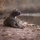 The doglies by the lake  screen for extension Chrome web store in OffiDocs Chromium