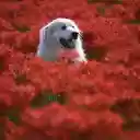 The dog looms in the flower garden  screen for extension Chrome web store in OffiDocs Chromium