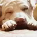 The dog slept soundly  screen for extension Chrome web store in OffiDocs Chromium