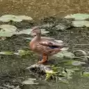 The Duck and the Lotus Pond  screen for extension Chrome web store in OffiDocs Chromium