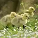 The ducks trotted out  screen for extension Chrome web store in OffiDocs Chromium