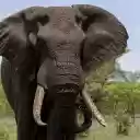 The elephant and the quagmire  screen for extension Chrome web store in OffiDocs Chromium