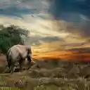 The elephant eats grass  screen for extension Chrome web store in OffiDocs Chromium