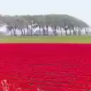 The fields are glowing pink  screen for extension Chrome web store in OffiDocs Chromium