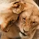 The fierce love of a lion  screen for extension Chrome web store in OffiDocs Chromium