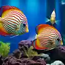 The fish have a strange and attractive beauty.  screen for extension Chrome web store in OffiDocs Chromium