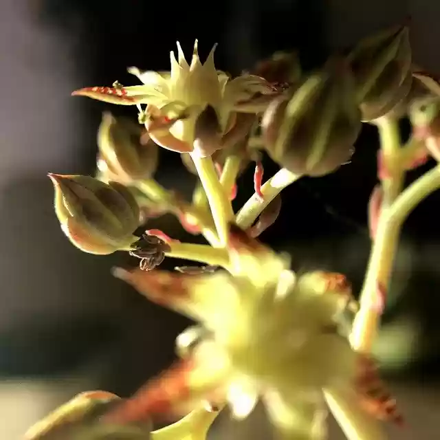 Free download The Fleshy Macro Close-Up -  free photo or picture to be edited with GIMP online image editor