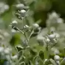 The flower buds are round  screen for extension Chrome web store in OffiDocs Chromium