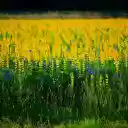 The flower field is burning  screen for extension Chrome web store in OffiDocs Chromium