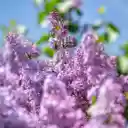 The flower garden is in full bloom  screen for extension Chrome web store in OffiDocs Chromium