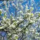 The flowers bloom white on thetree  screen for extension Chrome web store in OffiDocs Chromium