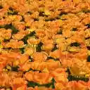 The forest of yellow flowers blooms  screen for extension Chrome web store in OffiDocs Chromium