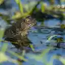 The frog babbled on the edge of the pond  screen for extension Chrome web store in OffiDocs Chromium
