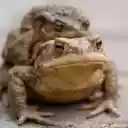 The frogs brown amphibian  screen for extension Chrome web store in OffiDocs Chromium