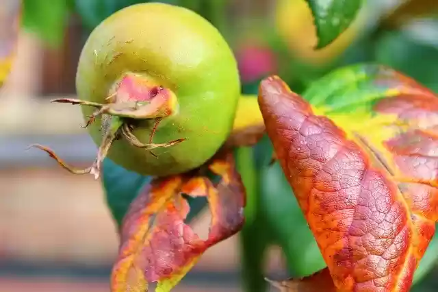 Free download The Fruit Of Rose Nature -  free photo or picture to be edited with GIMP online image editor