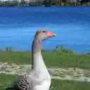 The Goose and the Blue Lake  screen for extension Chrome web store in OffiDocs Chromium