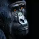 The gorilla primate  screen for extension Chrome web store in OffiDocs Chromium