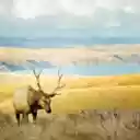 The Graceful Deer of the Forest  screen for extension Chrome web store in OffiDocs Chromium