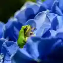 The green frog hides in the flower  screen for extension Chrome web store in OffiDocs Chromium