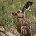The hare digs a hole  screen for extension Chrome web store in OffiDocs Chromium