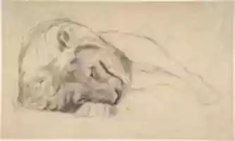 Free download The Head of a Recumbent Lion free photo or picture to be edited with GIMP online image editor
