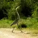 The Heron and the Long Neck  screen for extension Chrome web store in OffiDocs Chromium