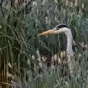 The Heron in the Grass  screen for extension Chrome web store in OffiDocs Chromium