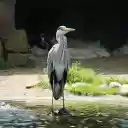 The heron next to the cave  screen for extension Chrome web store in OffiDocs Chromium