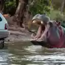 The hippo and the white car  screen for extension Chrome web store in OffiDocs Chromium