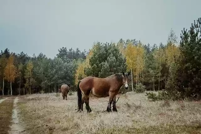 Free download The Horse Horses Animals -  free free photo or picture to be edited with GIMP online image editor