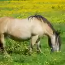 The horse is full in the field  screen for extension Chrome web store in OffiDocs Chromium
