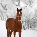 The horse is healthy  screen for extension Chrome web store in OffiDocs Chromium