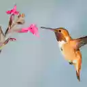 The hummingbird bird  screen for extension Chrome web store in OffiDocs Chromium