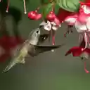 The Hummingbird by the Flower Branch  screen for extension Chrome web store in OffiDocs Chromium