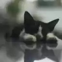 The kitten lies down  screen for extension Chrome web store in OffiDocs Chromium
