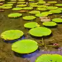 The lake is dry  screen for extension Chrome web store in OffiDocs Chromium