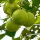 The lemon tree bears fruit  screen for extension Chrome web store in OffiDocs Chromium
