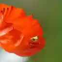 The little frog in the flower  screen for extension Chrome web store in OffiDocs Chromium