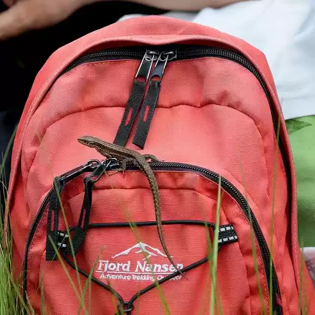 Muat turun percuma templat foto percuma The Lizard Backpack Animal untuk diedit dengan editor imej dalam talian GIMP