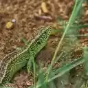 The lizard crawls on the ground  screen for extension Chrome web store in OffiDocs Chromium