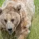 The Majestic Bear: King of the Wilderness  screen for extension Chrome web store in OffiDocs Chromium