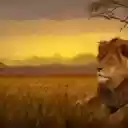 The Majestic Male Lion: Guardian of the Wild  screen for extension Chrome web store in OffiDocs Chromium