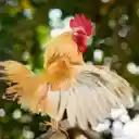 The majestic rooster  screen for extension Chrome web store in OffiDocs Chromium